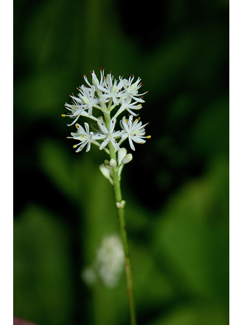 Triantha racemosa (Coastal false asphodel) #90419
