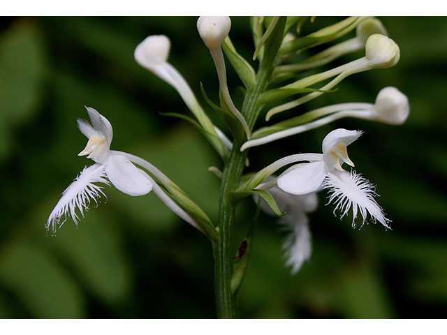 Platanthera blephariglottis (White fringed orchid) #90423