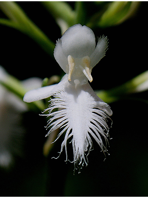 Platanthera blephariglottis (White fringed orchid) #90424