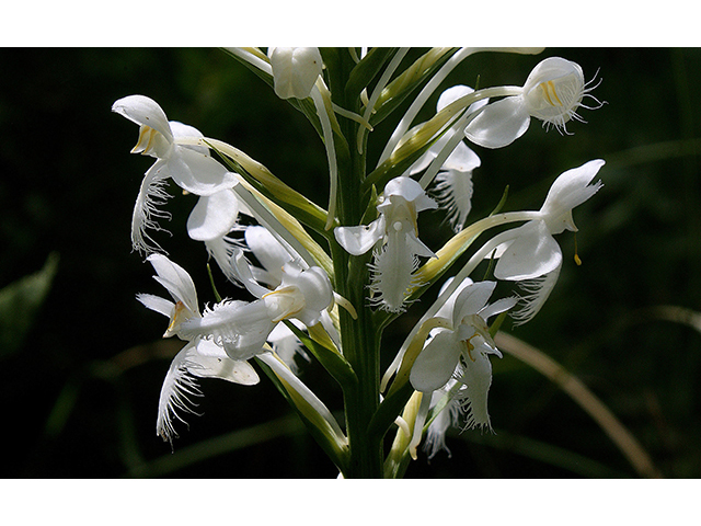 Platanthera blephariglottis (White fringed orchid) #90426