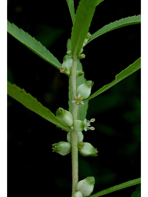 Proserpinaca palustris (Marsh mermaidweed) #90429