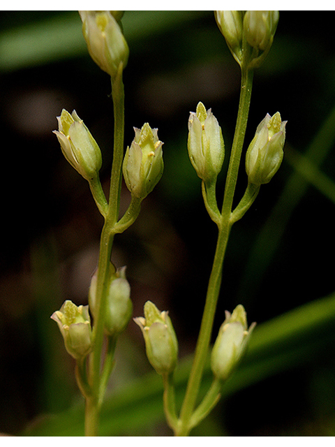 Bartonia virginica (Yellow screwstem) #90436