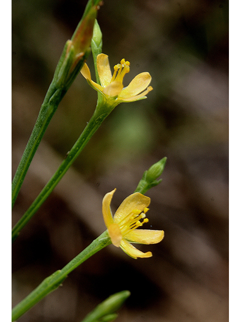 Hypericum gentianoides (Orangegrass) #90439