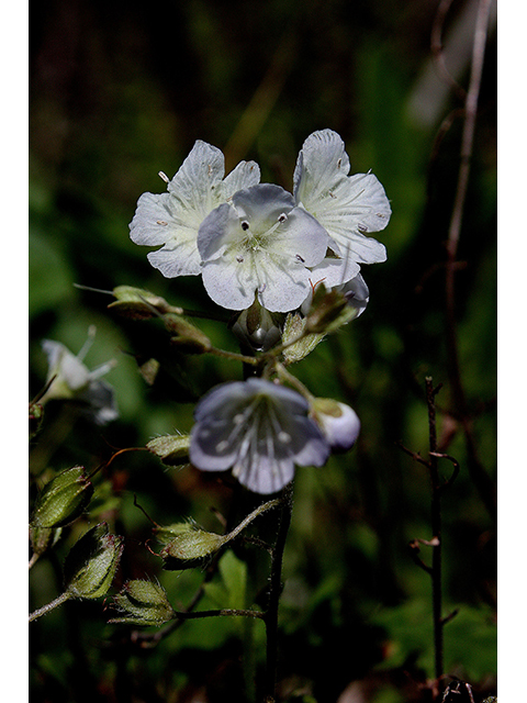 Phacelia dubia (Smallflower phacelia) #90445