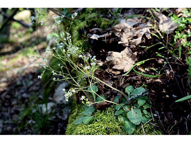 Saxifraga virginiensis var. virginiensis (Early saxifrage) #90452