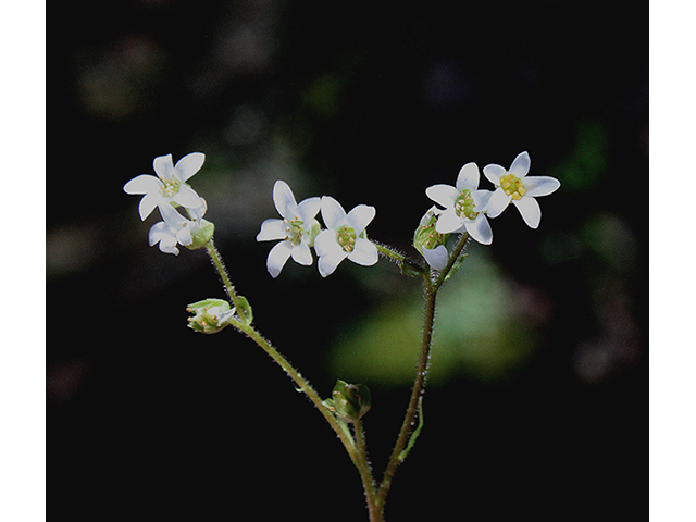 Saxifraga virginiensis (Early saxifrage) #90455