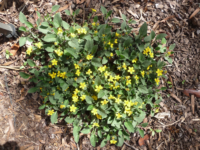 Chrysogonum virginianum (Green and gold) #30231