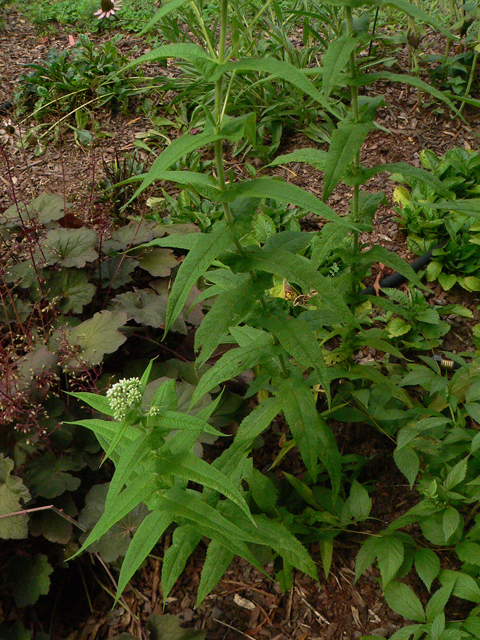 Eupatorium perfoliatum (Common boneset) #33331
