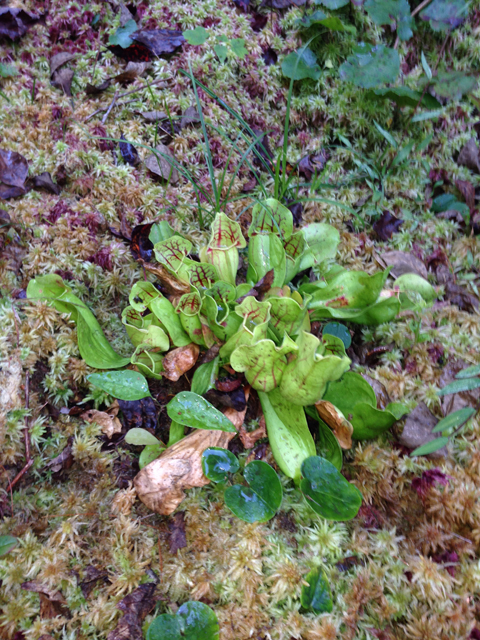 Sarracenia purpurea var. montana (Southern appalachian purple pitcherplant) #36273