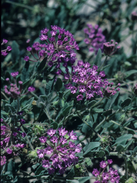 Abronia angustifolia (Purple sand verbena) #21056