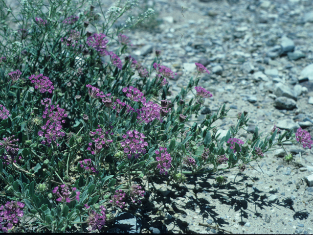 Abronia angustifolia (Purple sand verbena) #21062