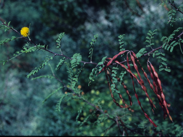 Vachellia constricta (Whitethorn acacia) #21068