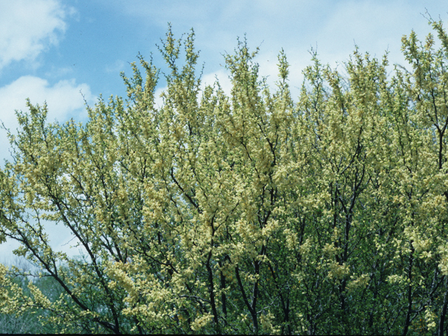 Vachellia rigidula (Blackbrush acacia) #21085