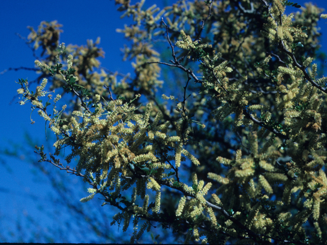 Vachellia rigidula (Blackbrush acacia) #21087