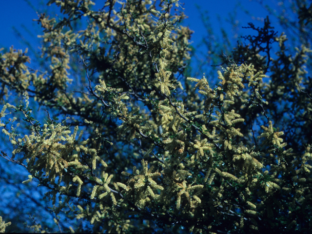 Vachellia rigidula (Blackbrush acacia) #21088
