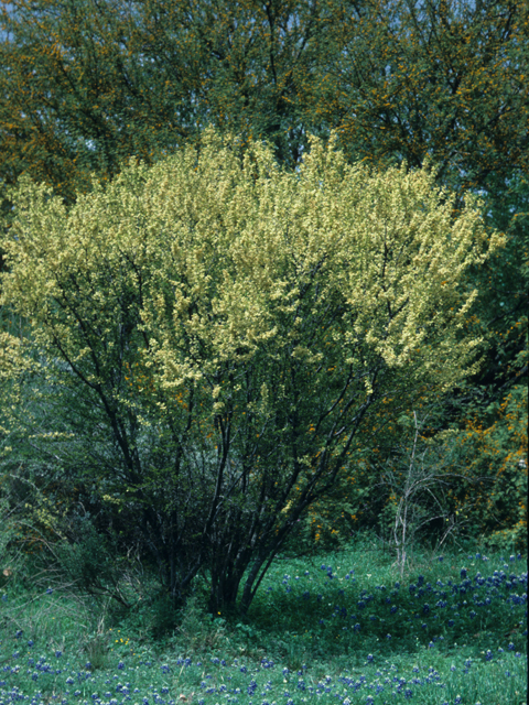 Vachellia rigidula (Blackbrush acacia) #21089