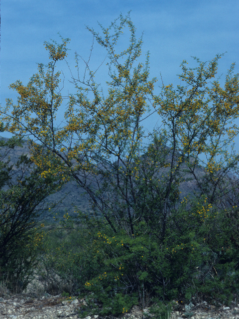 Vachellia vernicosa (Viscid acacia) #21093