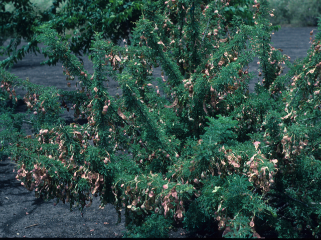 Senegalia wrightii (Wright acacia) #21098