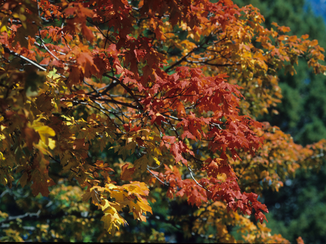 Acer grandidentatum (Bigtooth maple) #21115