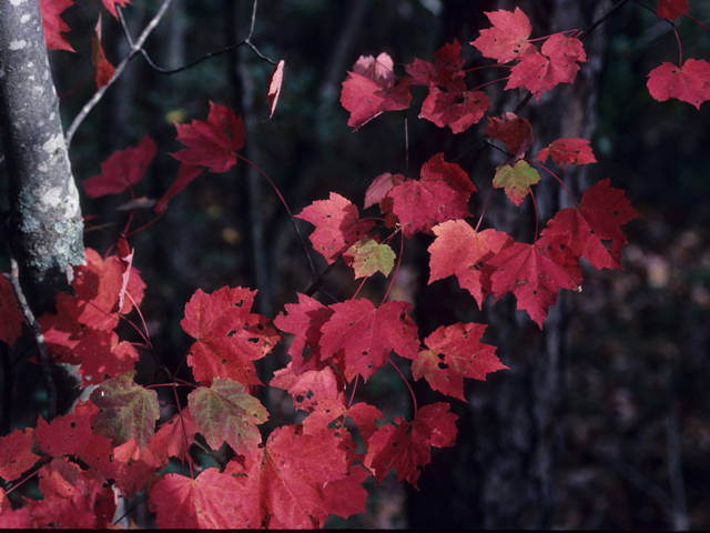 Acer rubrum (Red maple) #21125
