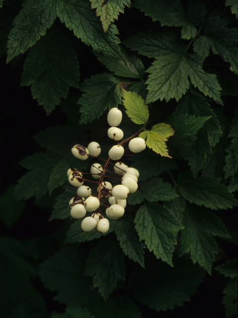 Actaea pachypoda (White baneberry) #21154