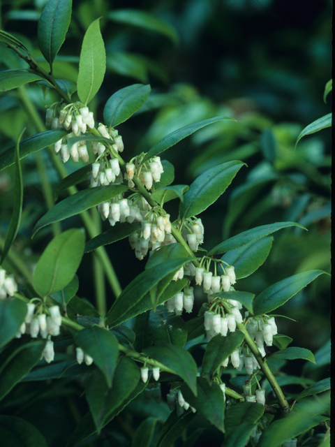 Agarista populifolia (Florida hobblebush) #21178