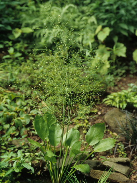 Alisma subcordatum (American water plantain) #21193