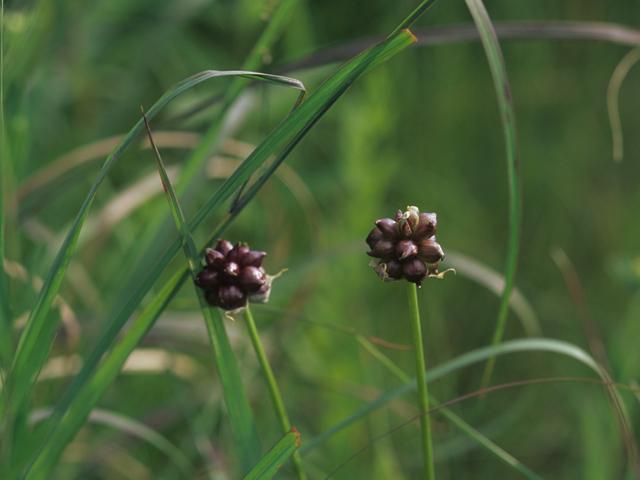 Allium canadense (Meadow garlic) #21196