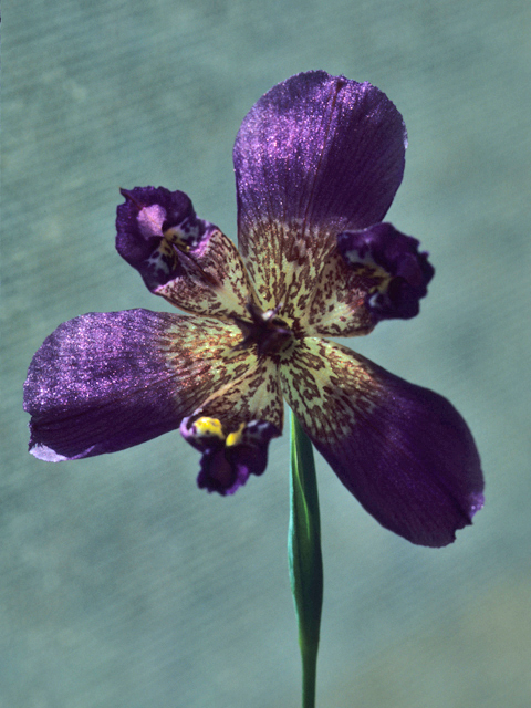 Alophia drummondii (Propeller flower) #21211