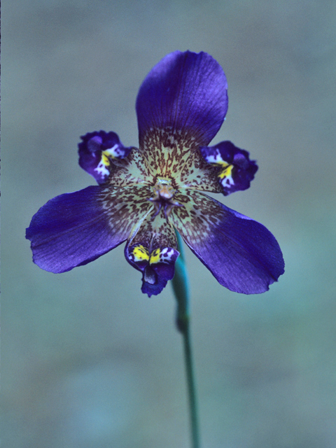 Alophia drummondii (Propeller flower) #21212