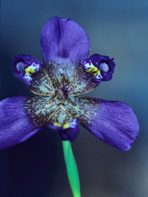 Alophia drummondii (Propeller flower) #21213