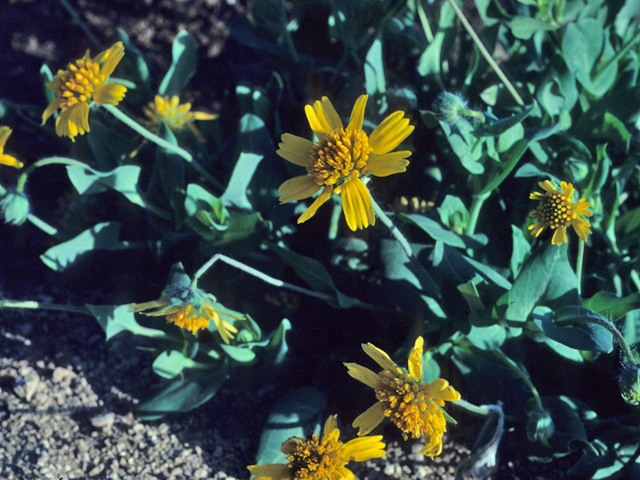 Amblyolepis setigera (Huisache daisy) #21220