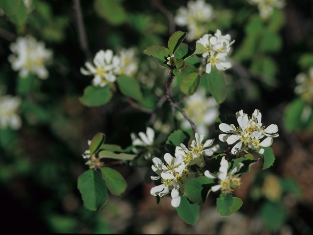 Amelanchier utahensis (Utah serviceberry) #21224