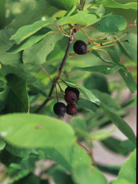 Amelanchier alnifolia (Saskatoon serviceberry) #21229