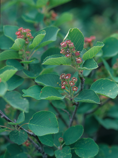 Amelanchier alnifolia (Saskatoon serviceberry) #21230