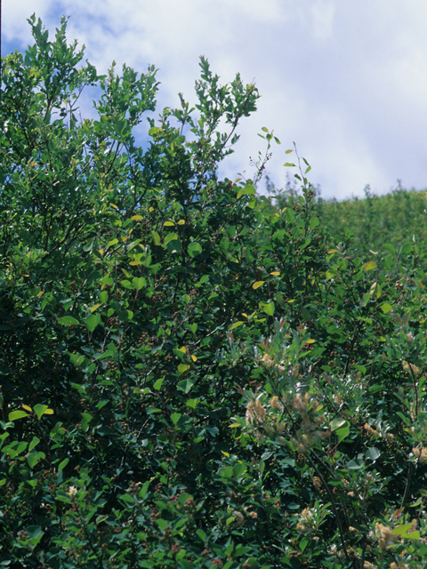 Amelanchier alnifolia (Saskatoon serviceberry) #21231