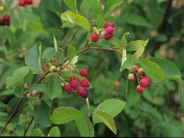 Amelanchier humilis (Low serviceberry) #21233