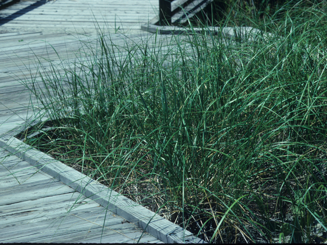 Ammophila breviligulata (American beach grass) #21235