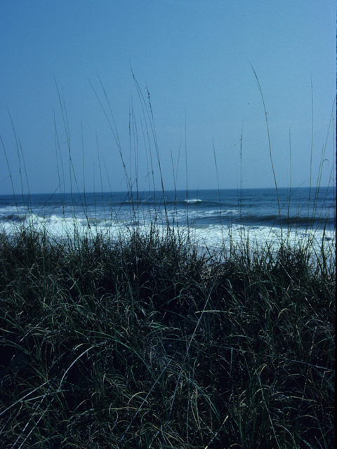 Ammophila breviligulata (American beach grass) #21237