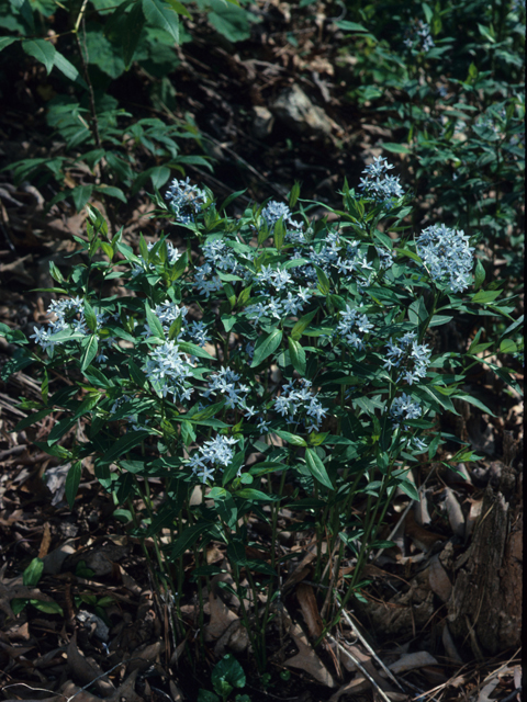 Amsonia ciliata (Fringed bluestar) #21250
