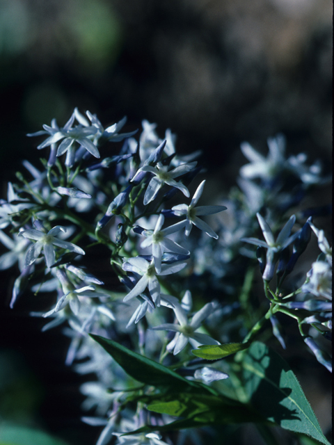 Amsonia illustris (Ozark bluestar) #21256