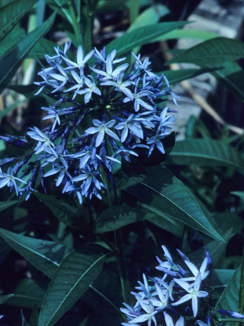 Amsonia illustris (Ozark bluestar) #21257