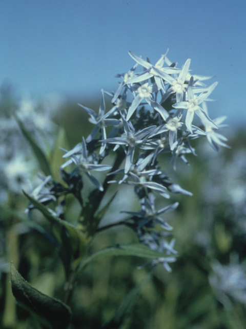 Amsonia illustris (Ozark bluestar) #21258