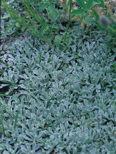 Antennaria parvifolia (Small-leaf pussytoes) #21302