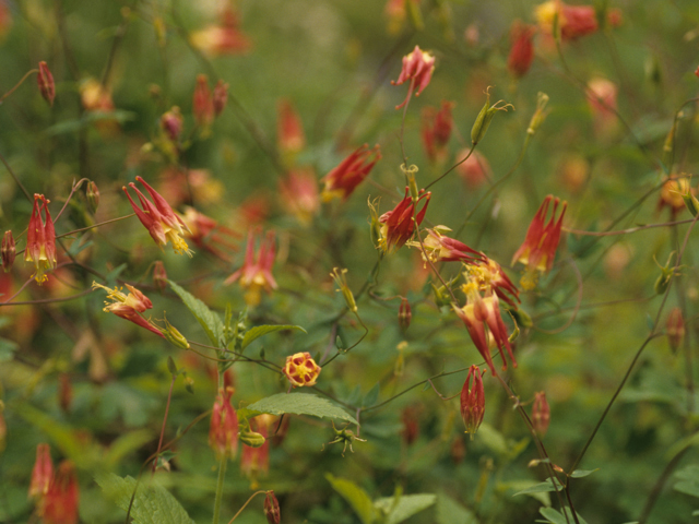 Aquilegia canadensis (Eastern red columbine) #21318