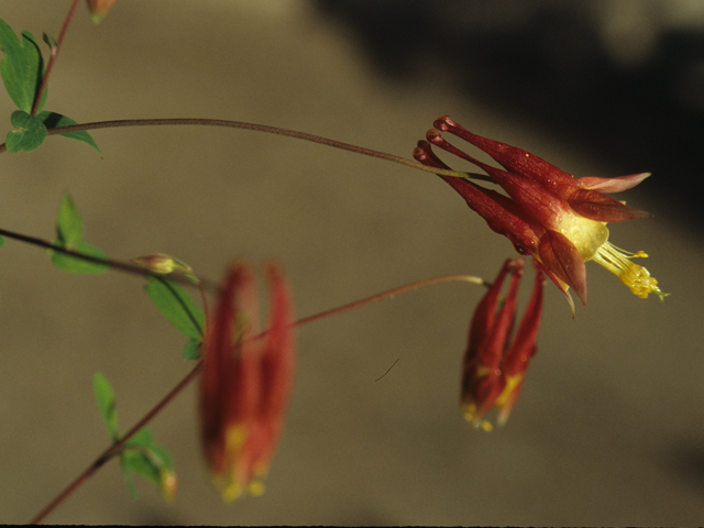 Aquilegia canadensis (Eastern red columbine) #21319
