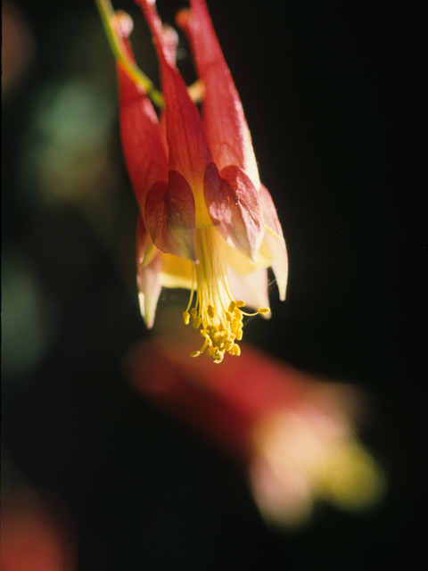 Aquilegia canadensis (Eastern red columbine) #21321
