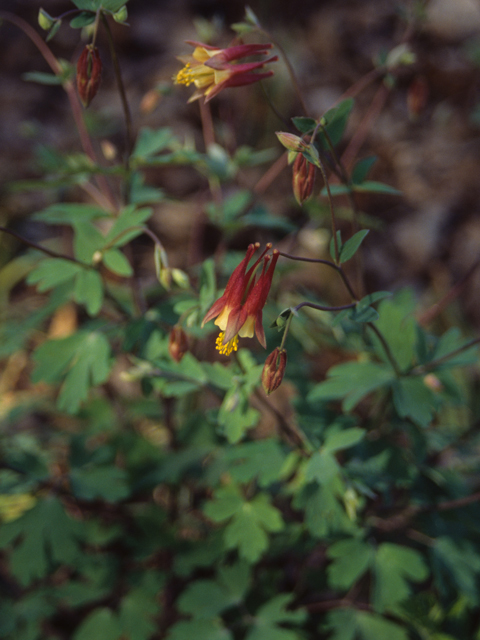 Aquilegia canadensis (Eastern red columbine) #21323