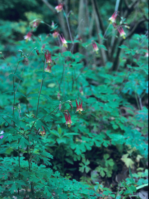 Aquilegia canadensis (Eastern red columbine) #21324