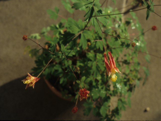 Aquilegia canadensis (Eastern red columbine) #21325